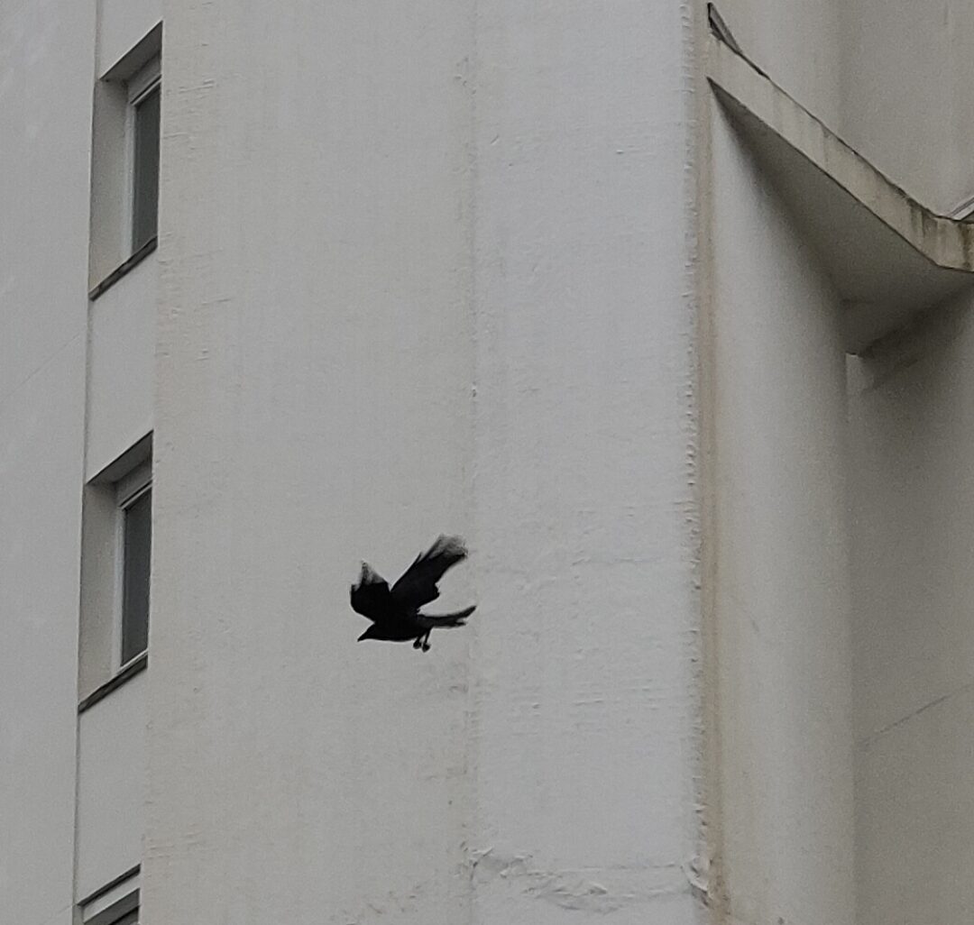 022/13.02.26: CORVIDÉ